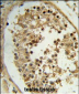 ELOVL2 Antibody (N-term)